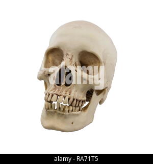 Human skull isolated on a white background. Stock Photo