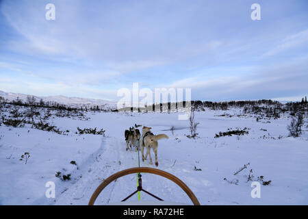 Husky dog sledding in Norway Stock Photo