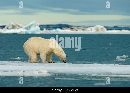 Polar bear (Ursus maritimus) standing on ice floe, Svalbard, Norwegian Arctic, Norway Stock Photo