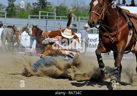 A cowboy catches a steer at a rodeo bull doggin event in rural Alberta Canada Stock Photo