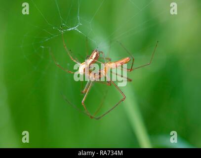 Stretcher spiders (Tetragnatha extensa) in pairing, Bavaria, Germany Stock Photo