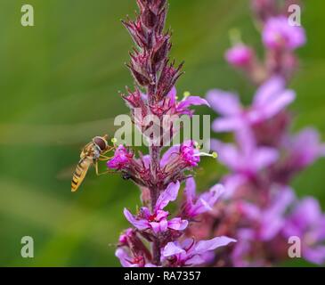 Marmalade hoverfly (Episyrphus balteatus) on flower, Purple loosestrife (Lythrum salicaria), Bavaria, Germany Stock Photo