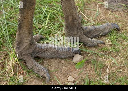 Detail of foot emu Stock Photo: 97933080 - Alamy