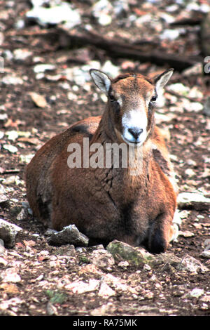 Female moufflon, European mouflon sheep (Ovis orientalis) laying on the ground. The moufflon is thought to be the ancestor of domesticated sheep. Stock Photo