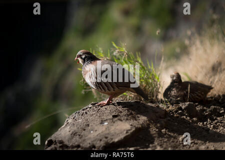 Madeira, Portugal - 15 June 2017: Red-legged Partridge overlooking a cliff in the mountains of Madeira Stock Photo