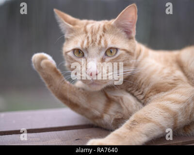 Expressive thoughtful orange cat Stock Photo
