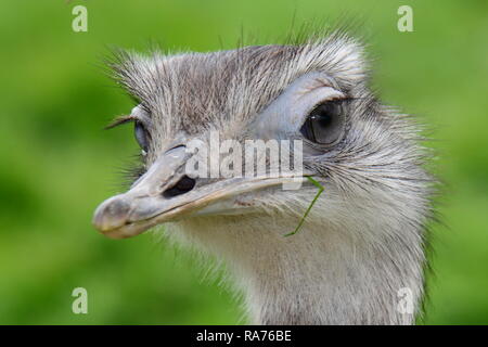 Close up headshot of an ostrich Stock Photo