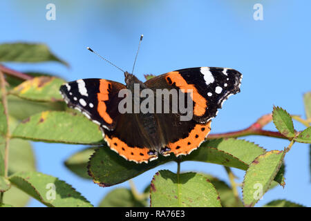 Close up of a red admiral (vanessea atalanta) butterfly perching on a leaf Stock Photo