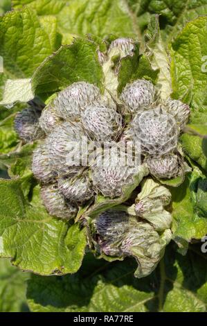 Greater burdock, Edible burdock, Lappa (Arctium lappa), Baikal, Siberia, Russian Federation, Eurasia Stock Photo