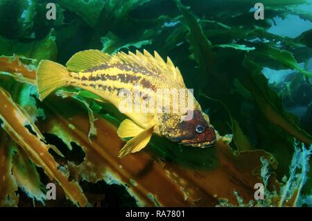 Yellow Rockfish or Three-stripe Rockfish (Sebastes trivittatus), Japan Sea, Far East, Primorsky Krai, Russian Federation Stock Photo