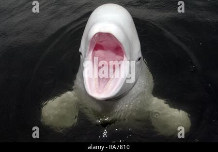 Beluga whale (Delphinapterus leucas), Japan Sea, Primorsky Krai, Russian Federation, Far East Stock Photo