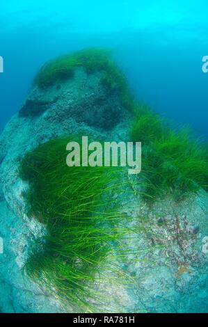 Eelgrass (Zostera marina), Japan Sea, Primorsky Krai, Russian Federation, Far East Stock Photo