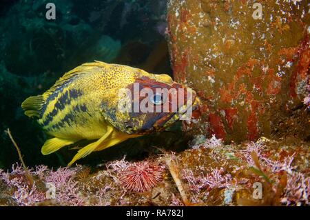 Yellow Rockfish or Three-stripe Rockfish (Sebastes trivittatus), Japan Sea, Primorsky Krai, Russian Federation, Far East Stock Photo