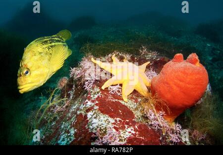 Yellow Rockfish or Three-stripe Rockfish (Sebastes trivittatus), Pacific sun star (Solaster pacificus) Stock Photo