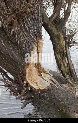 Beaver bite marks on a tree on the Elbe river, near Bleckede, Lower Saxony, Germany Stock Photo