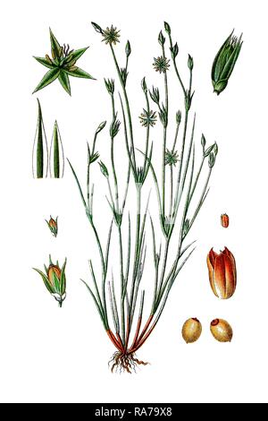 Toad rush (Juncus bufonius), medicinal plant, historical chromolithography, 1796 Stock Photo