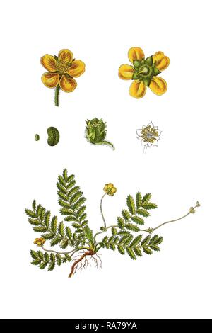 Silverweed cinquefoil (Potentilla anserina), medicinal plant, historical chromolithography, around 1796 Stock Photo