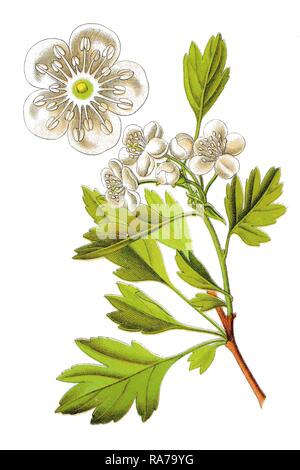 Common hawthorn (Crataegus monogyna), medicinal plant, historical chromolithography, around 1796 Stock Photo