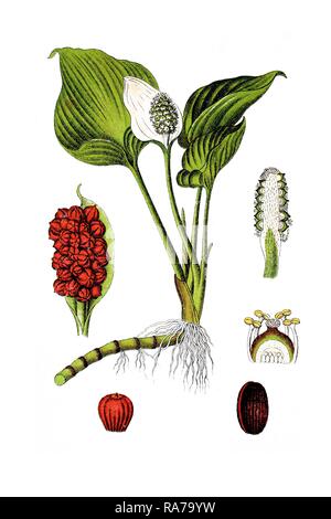 Bog arum, Marsh calla (Calla palustris), medicinal plant, historical chromolithography, around 1796 Stock Photo