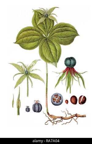 Herb paris, True lover's knot (Paris quadrifolia), medicinal plant, historical chromolithography, around 1796 Stock Photo