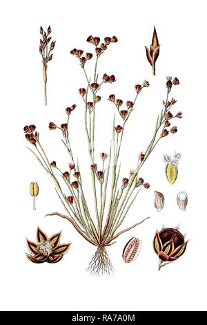 Sand rush (Juncus tenageia), medicinal plant, historical chromolithography, around 1796 Stock Photo