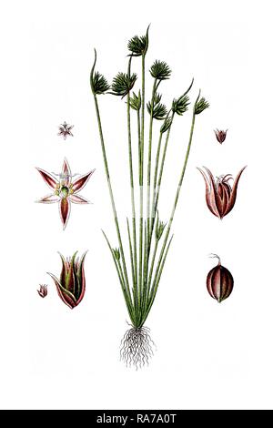 Leafybract dwarf rush (Juncus capitatus), medicinal plant, historical chromolithography, around 1796 Stock Photo