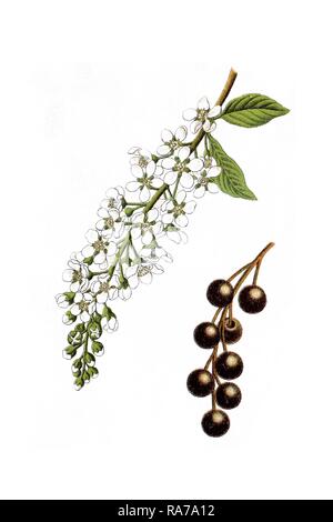 Bird Cherry, Hackberry (Prunus padus), medicinal plant, historical chromolithography, around 1796 Stock Photo
