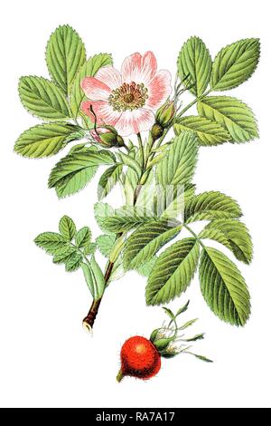 Apple rose (Rosa villosa, Rosa pomifera), medicinal plant, historical chromolithography, around 1796 Stock Photo