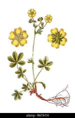 Dwarf yellow cinquefoil (Potentilla aurea), medicinal plant, historical chromolithography, around 1796 Stock Photo
