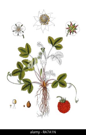 Wild strawberry, Woodland strawberry (Fragaria vesca), medicinal plant, historical chromolithography, around 1796 Stock Photo