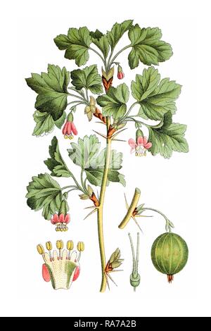 Gooseberry (Ribes grossularia uvacrispa), medicinal plant, historical chromolithography, around 1796 Stock Photo