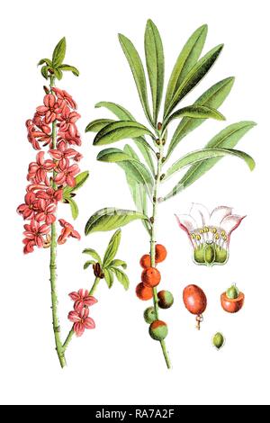 Mezereon (Daphne mezereum), medicinal plant, historical chromolithography, around 1796 Stock Photo