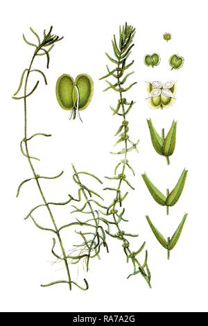 Intermediate water starwort (Callitriche hamulata) on the left, Autumn water starwort (Callitriche autumnalis) on the right Stock Photo