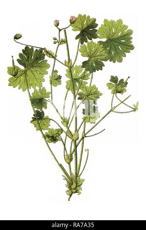 Dovesfoot Cranesbill (Geranium molle), medicinal plant, historical chromolithography, ca. 1796 Stock Photo