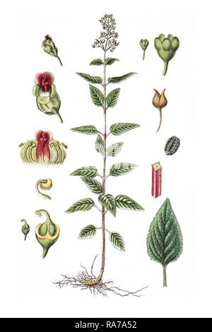 Common Figwort or Woodland Figwort (Scrophularia nodosa), medicinal plant, historical chromolithography, circa 1796 Stock Photo