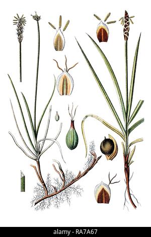 Blunt Sedge (Carex obtusata), left, and Rock Sedge (Carex rupestris), right, medicinal plant, historical chromolithography Stock Photo