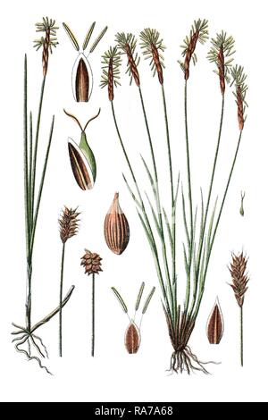 Sedge species (Carex dioeca), left, and Sedge species (Carex davalliana), right, medicinal plant, historical chromolithography Stock Photo