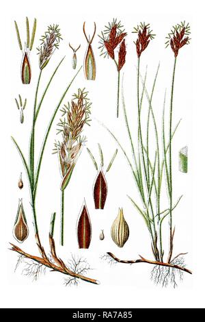 Left, Sand Sedge (Carex arenaria), right, Vernal Sedge (Carex praecox), medicinal plants, historical chromolithography, ca. 1786 Stock Photo