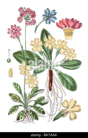 Bird's eye primrose, Primula farinosa Stock Photo - Alamy