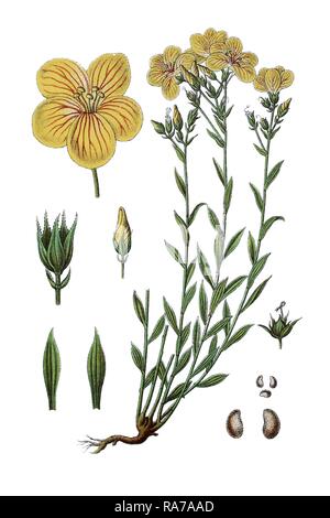 Common flax, Linseed (Linum usitatissimum), medicinal plant, historic chromolithography, about 1796 Stock Photo