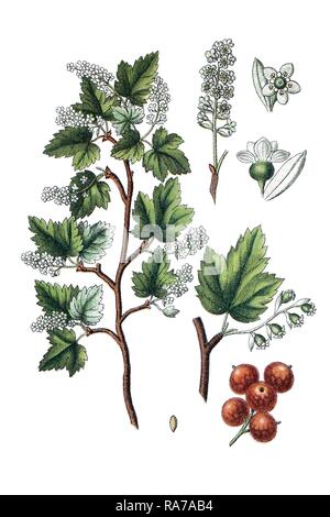 Alpine currant (Ribes alpinum), medicinal plant, historic chromolithography, about 1796 Stock Photo