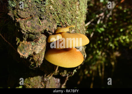 Tree fungus on a tree in the Harz National Park Stock Photo