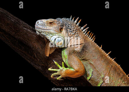 Closeup of green and orange iguana lizard on tree trunk with black background Stock Photo