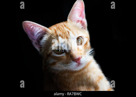 A small brown cat laying Stock Photo