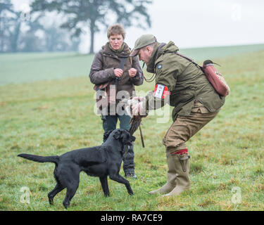 labrador retrieving a bird at a kennel club field trial Stock Photo