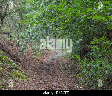 woodland path through laurel trees Stock Photo