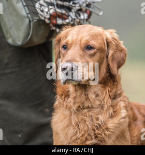 golden retriever and handler on a pheasant shoot Stock Photo