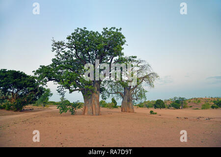 Baobab (Adansonia digitata) auch Affenbrotbaum oder Afrikanischer Affenbrotbaum genannt, Malawi | Baobab (Adansonia digitata), Malawi, Africa Stock Photo
