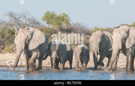 Elephant herd at a waterhole Stock Photo