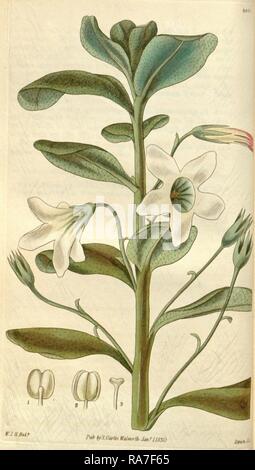 Botanical print by Sir William Jackson Hooker, FRS, 1785 – 1865, English botanical illustrator. Reimagined Stock Photo